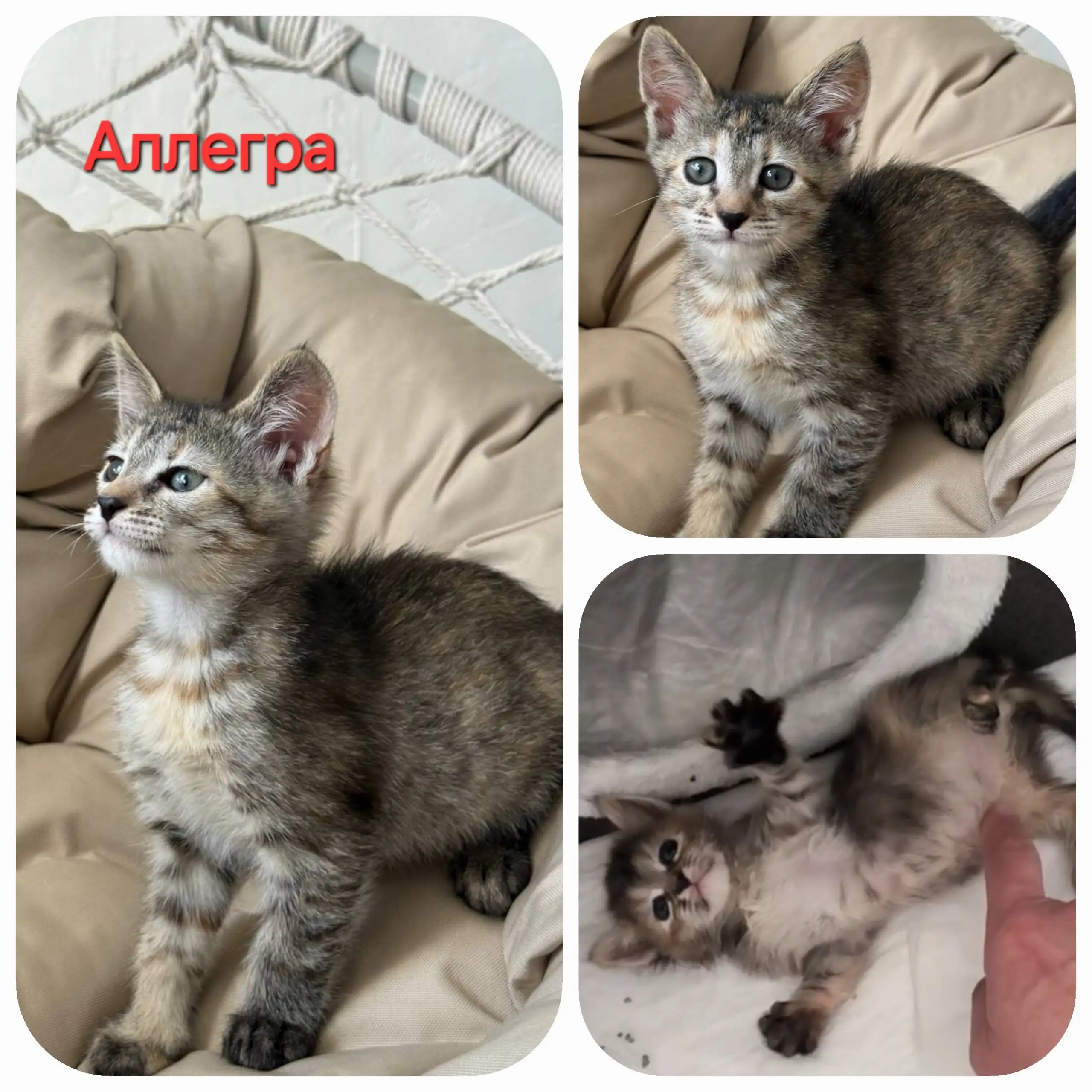 Пристраиваются котята и взрослые кошки - Кошки (Животные) в Москва