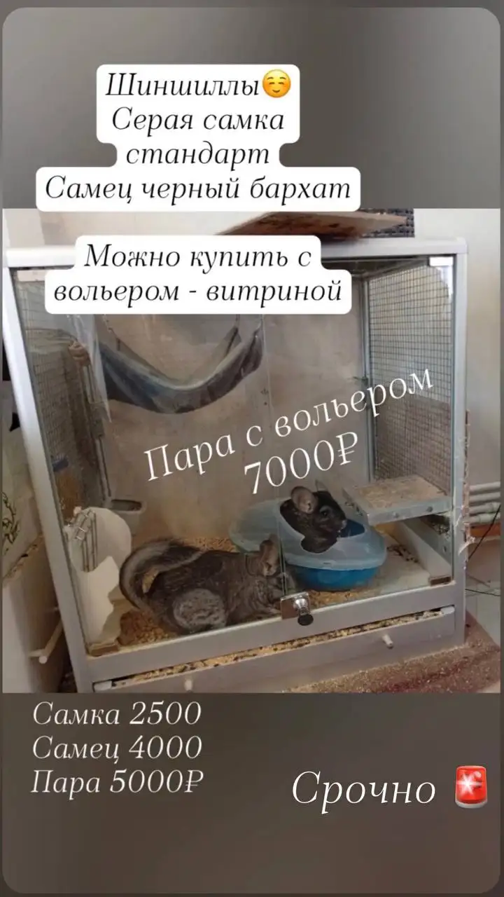 Шиншилла - Грызуны (Животные) в Москва