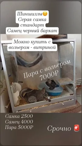 Шиншилла - частное объявление в Москва