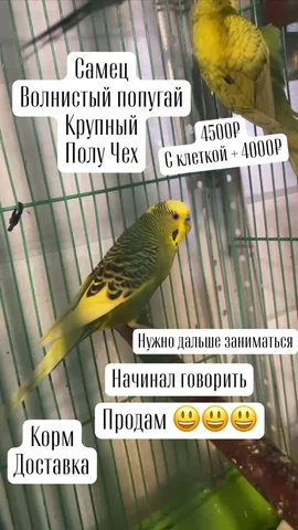 Продажа волнистых попугаев полу-чехов - частное объявление в Москва