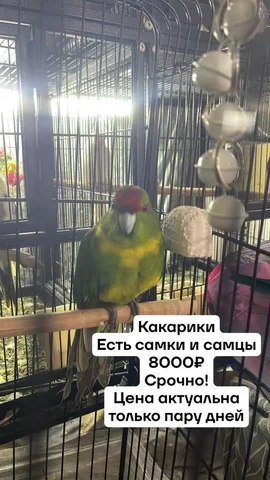 Какарики на продажу - Животные в Москва