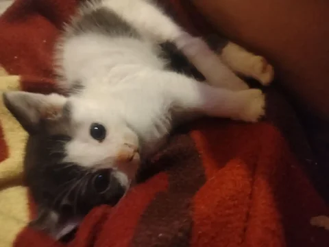 Отдам в добрые руки котенка девочку - Животные в Воронеж