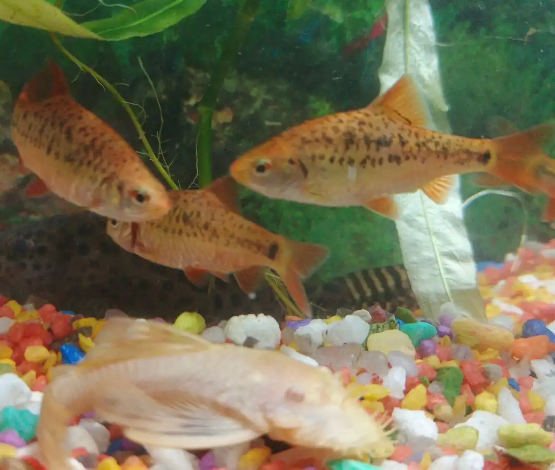 Обмен рыбок Барбус Шуберта на других не хищных рыбок