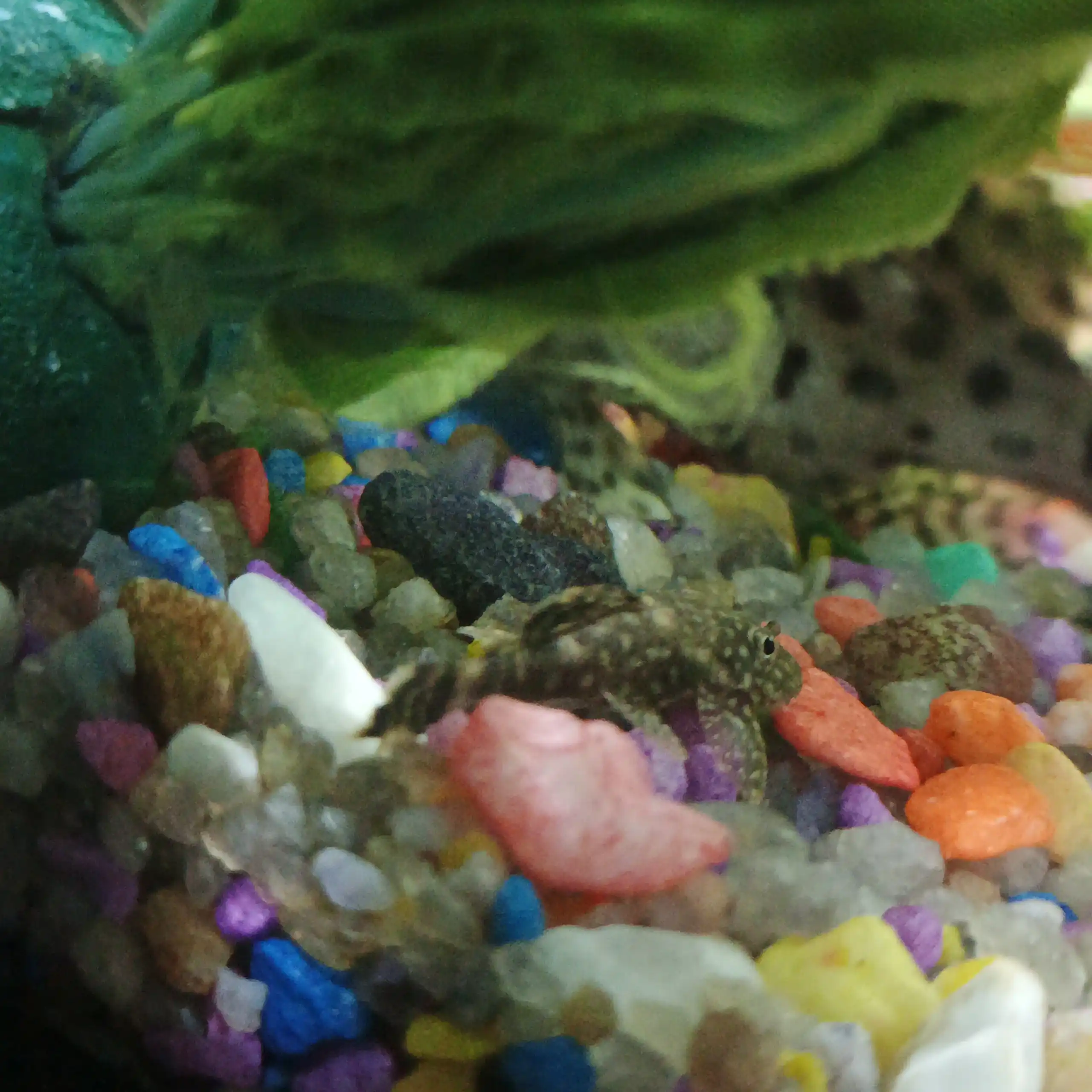 Обмен рыбок Барбус Шуберта на других не хищных рыбок