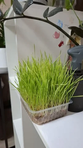 Отдам ЖК Лазурный для животных - Прием металлолома в Воронеж