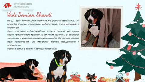 Продается щенок энтлебухера зенненхунда - частное объявление в Сочи