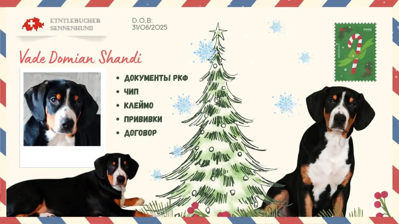 Продается кобель породы энтлебухер зенненхунд - Собаки (Животные) в Сочи