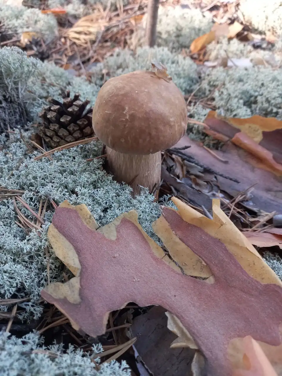 Сушёные белые грибы с Алтая