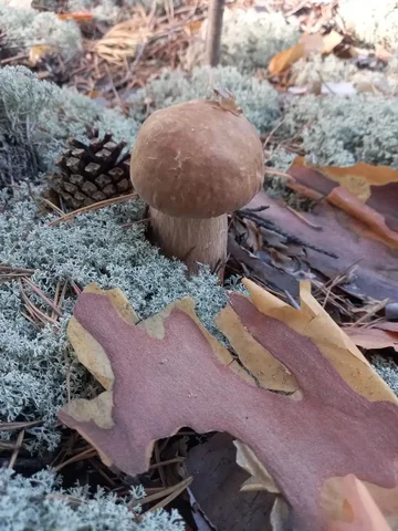 Сушёные белые грибы с Алтая - Барахолка в Томск