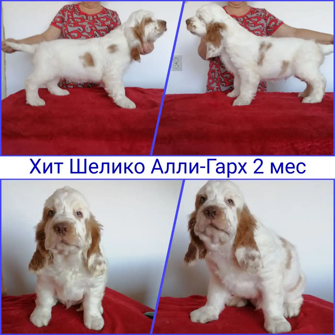 Щенок кламбер спаниеля в Чите - Собаки (Животные) в Чита