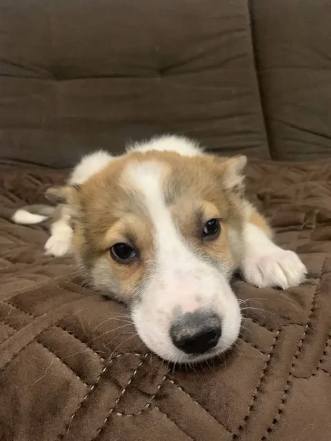 Поиск дома для щенка Гриши - Кошки в Томск