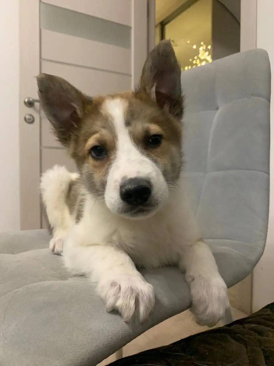 Поиск дома для щенка Гриши - Собаки (Животные) в Томск