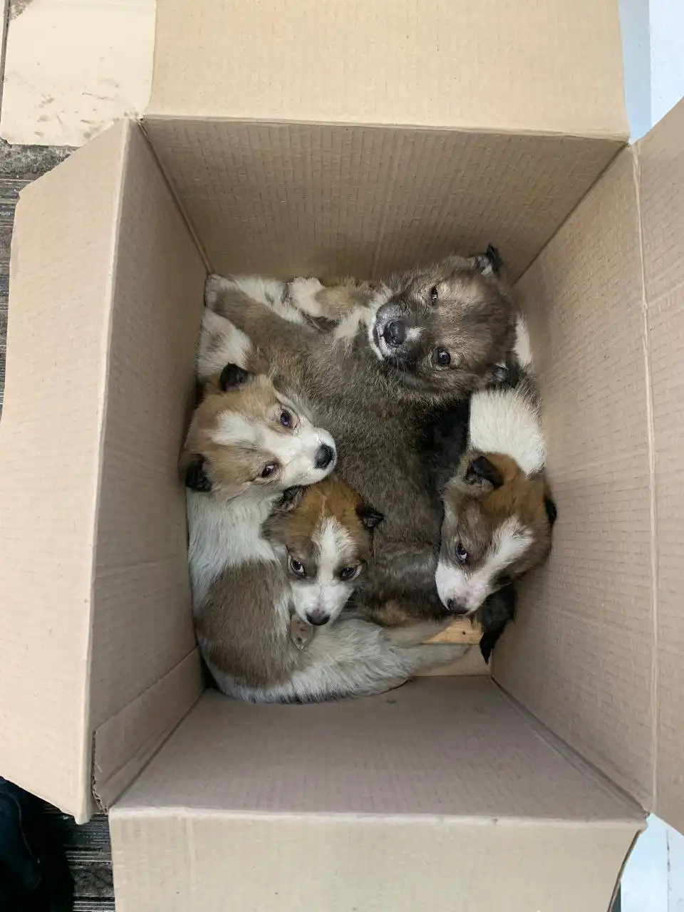 Поиск дома для щенка Гриши - Собаки (Животные) в Томск