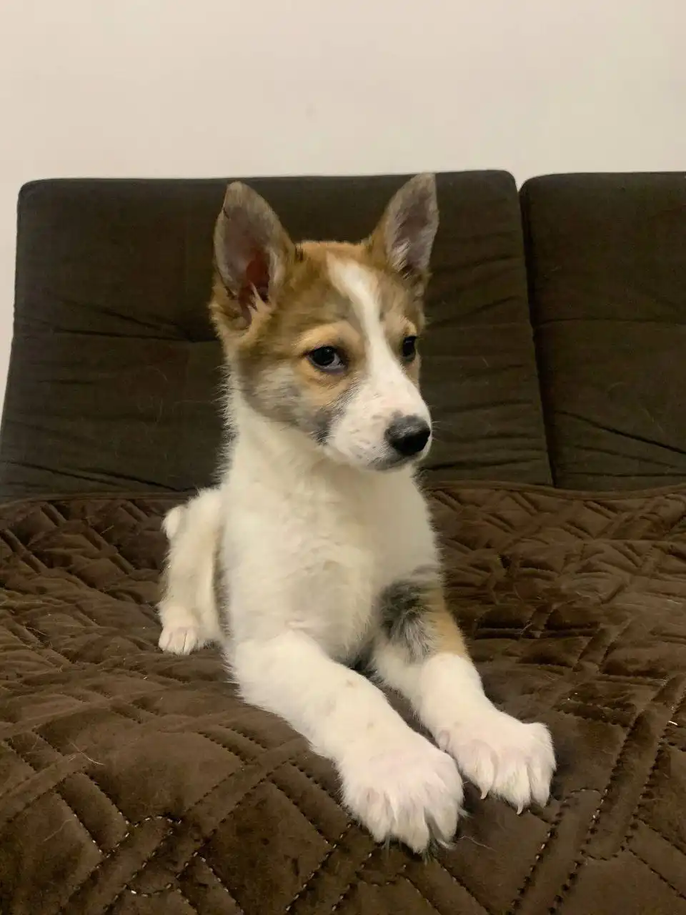 Поиск дома для щенка Гриши - Собаки (Животные) в Томск