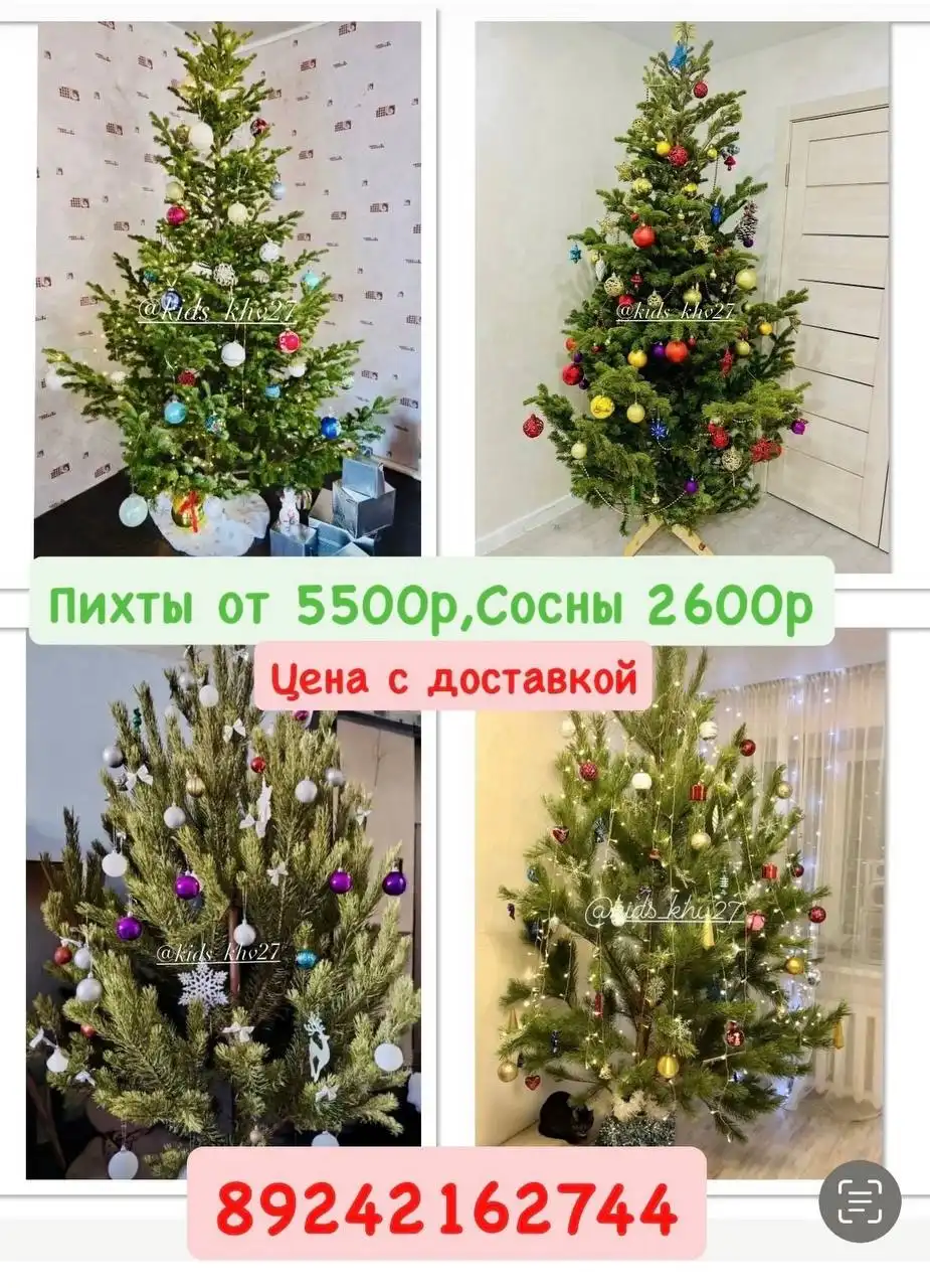 Живая сосна и пихта на Новый год