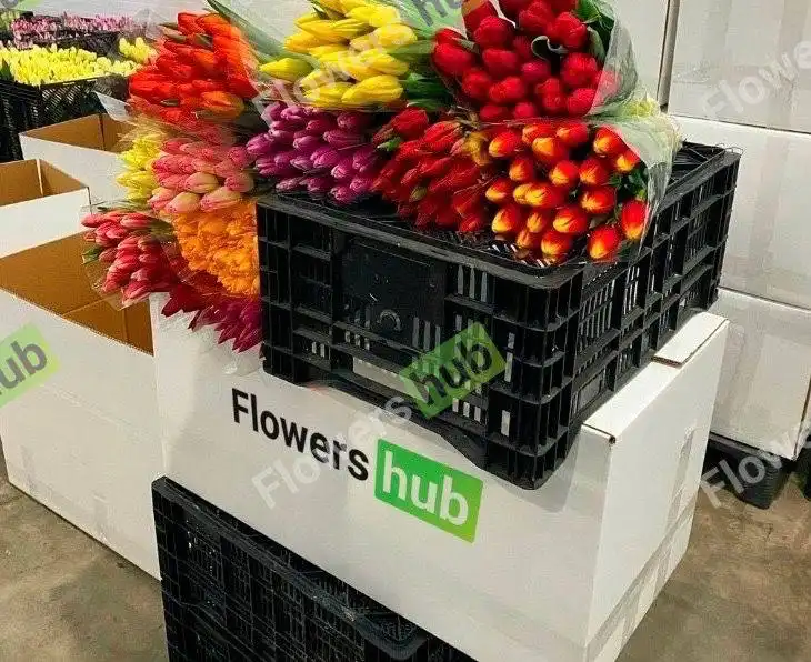 Предзаказ тюльпанов высшего сорта на 2026 год - Растения (Хобби и отдых) в Хабаровск