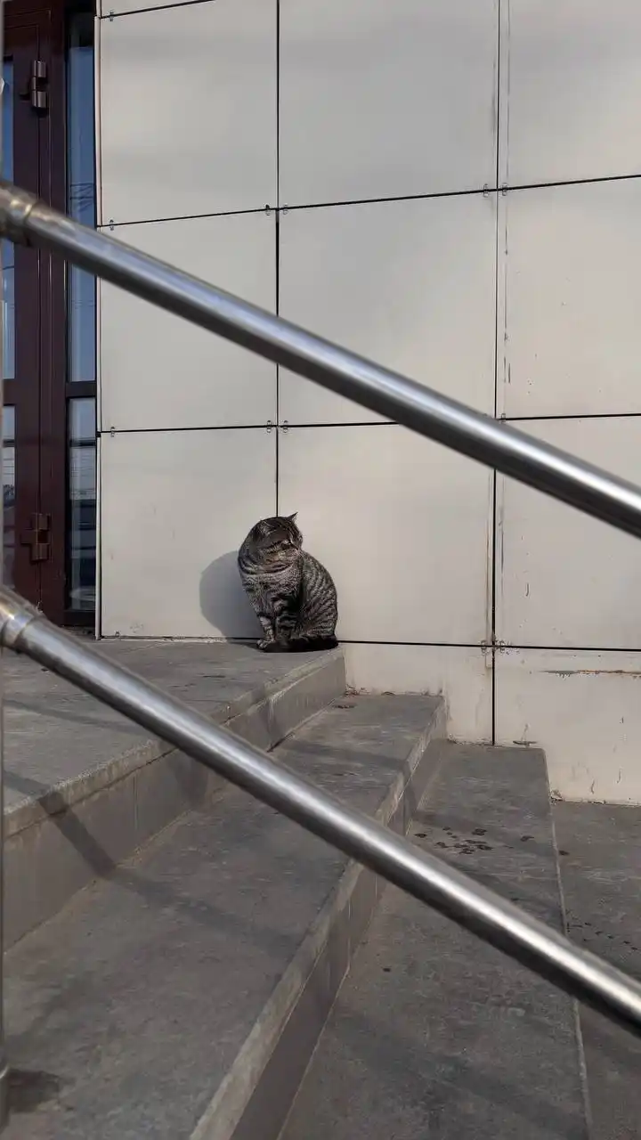 Потерянный кот в районе центрального рынка - частное объявление в Иркутск