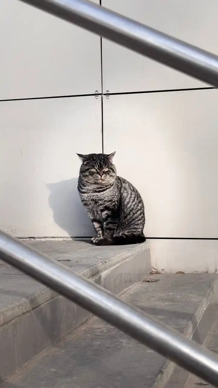 Потерянный кот в районе центрального рынка