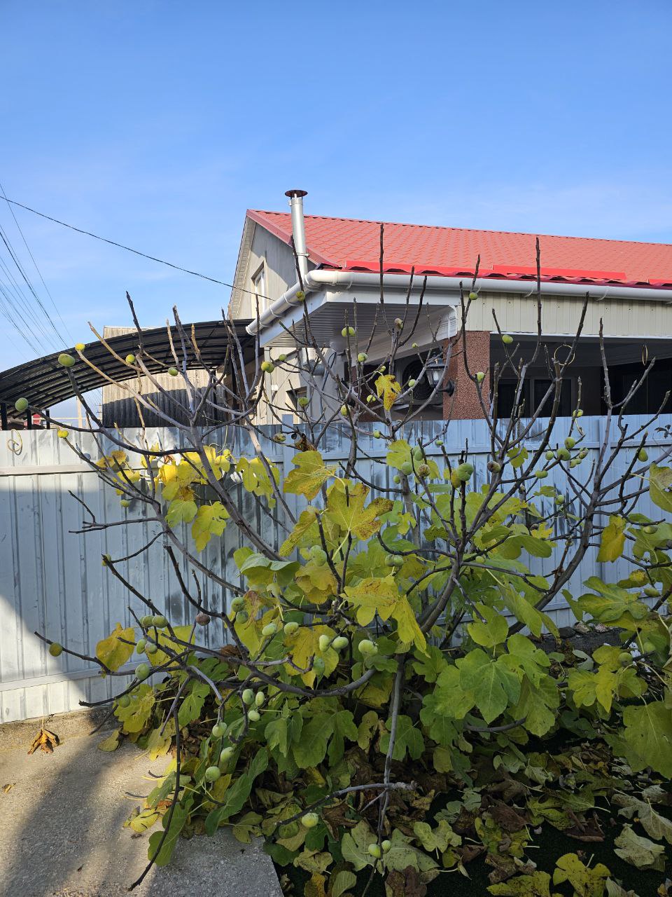 Продам взрослое дерево инжира