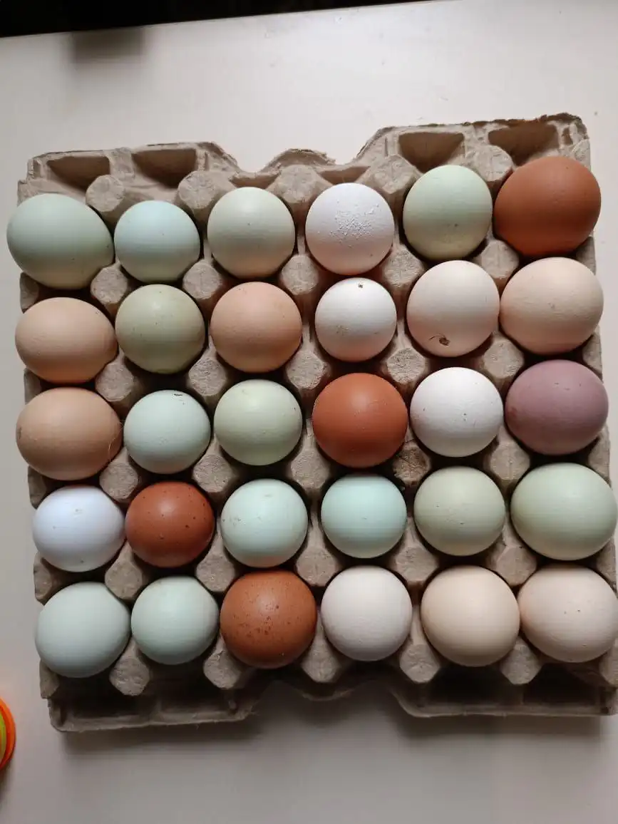 Продажа инкубационного яйца от домашних курочек