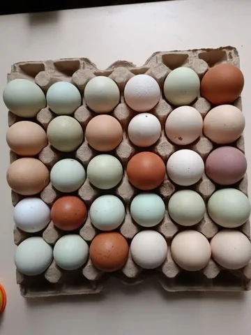 Продажа инкубационного яйца от домашних курочек - Животные в Томск