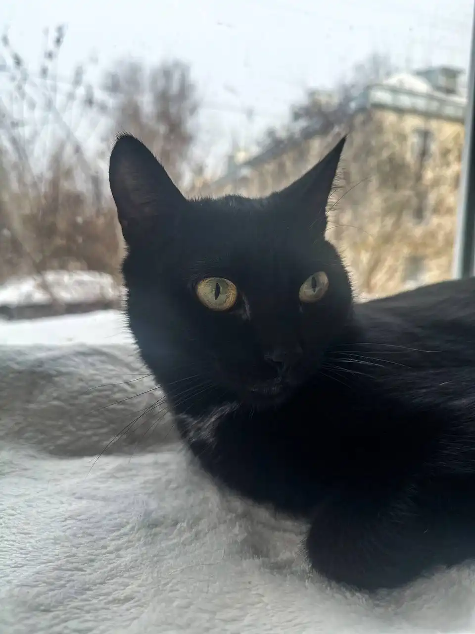 Черный котик ищет дом