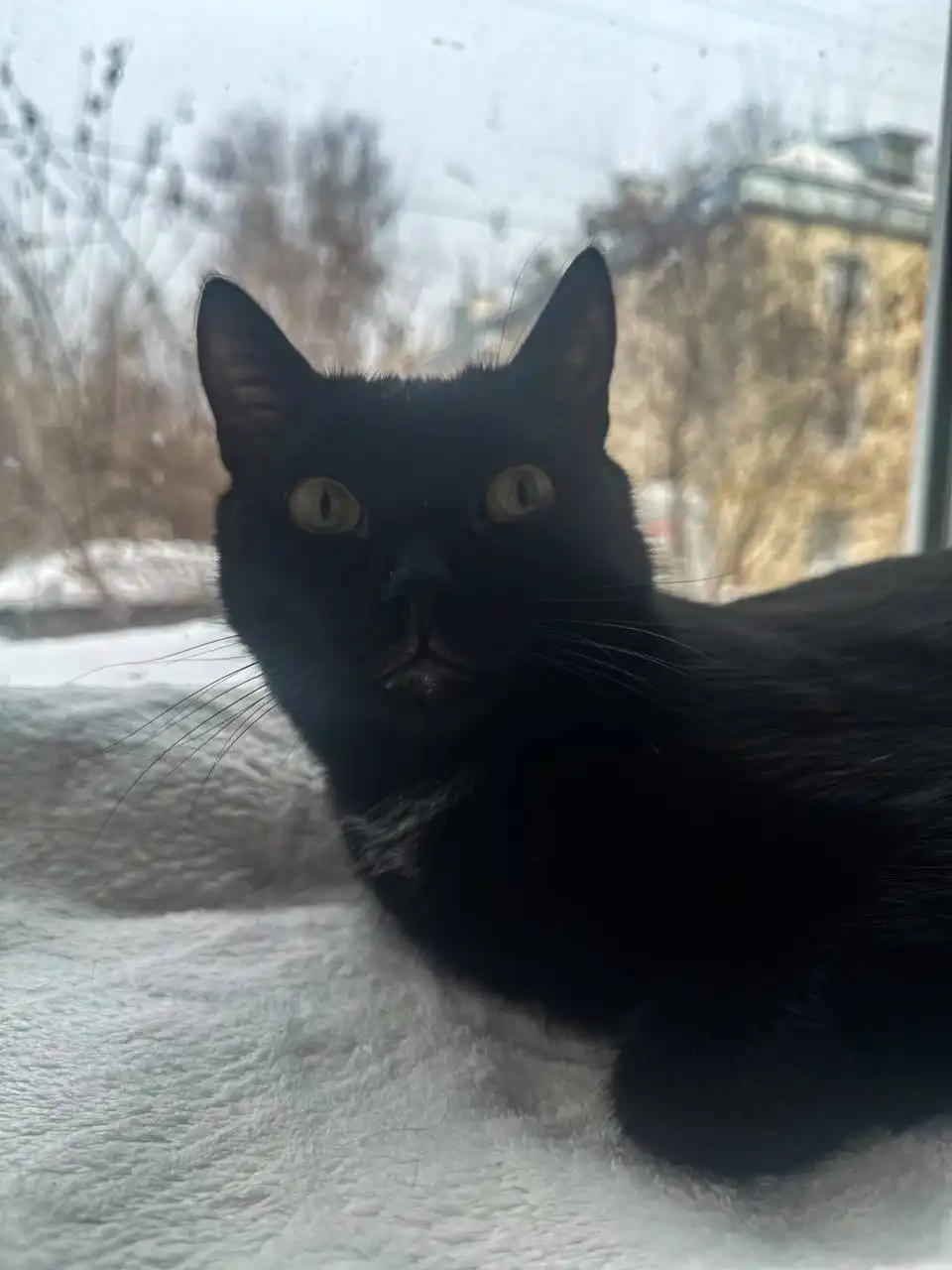 Черный котик ищет дом