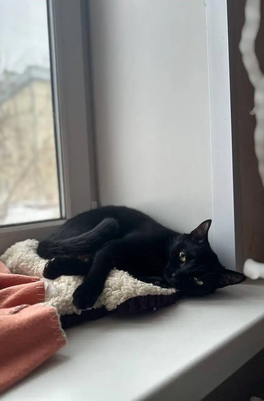 Черный котик ищет дом