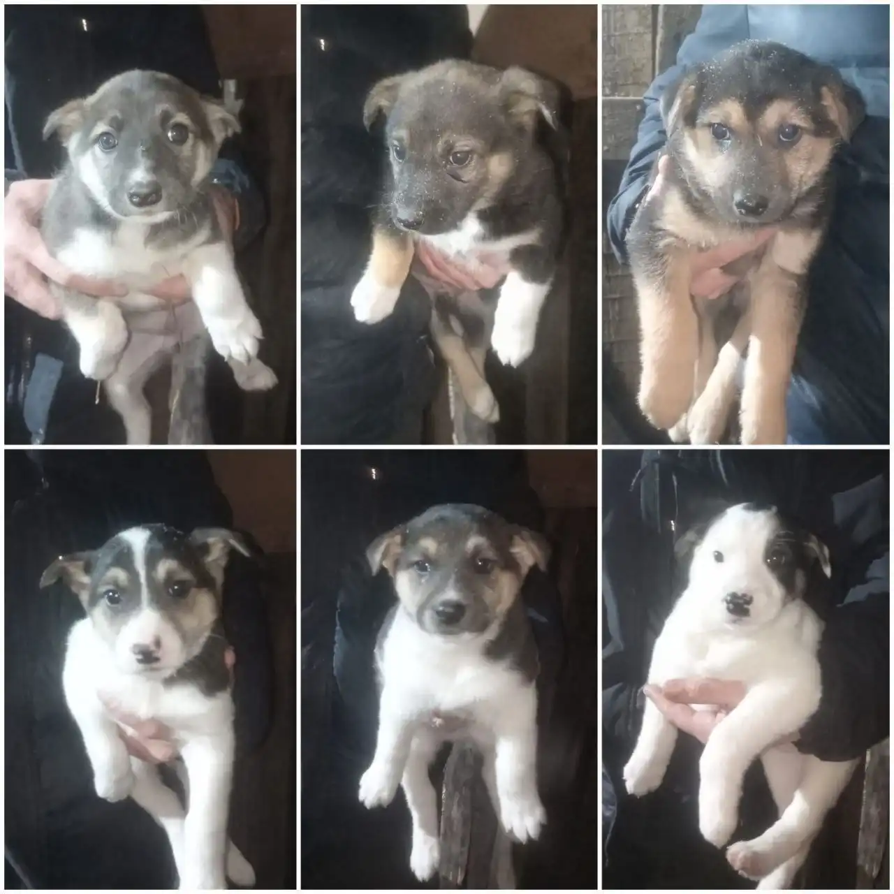 Ищут семьи для щенков