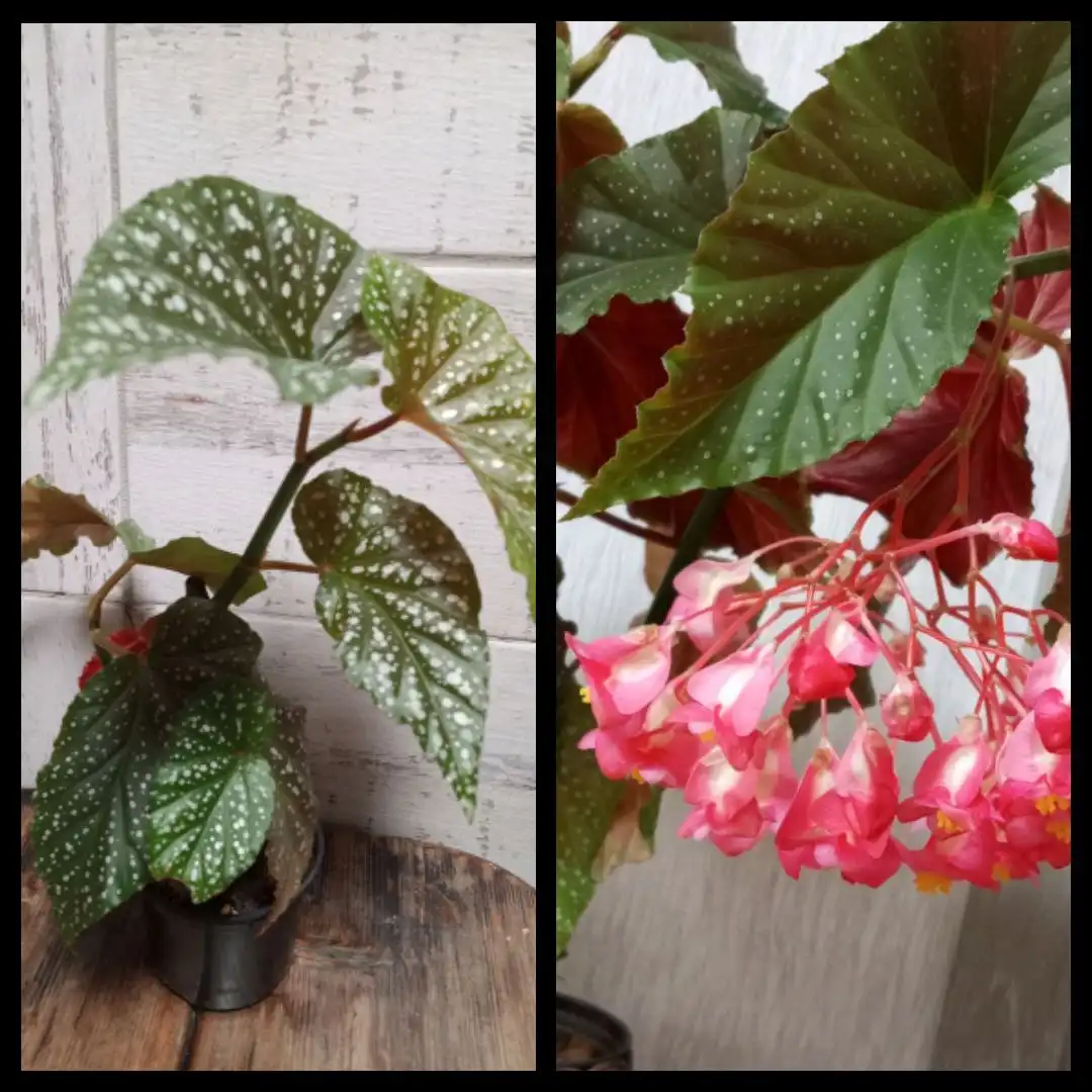 Бегония - Барахолка в Северск