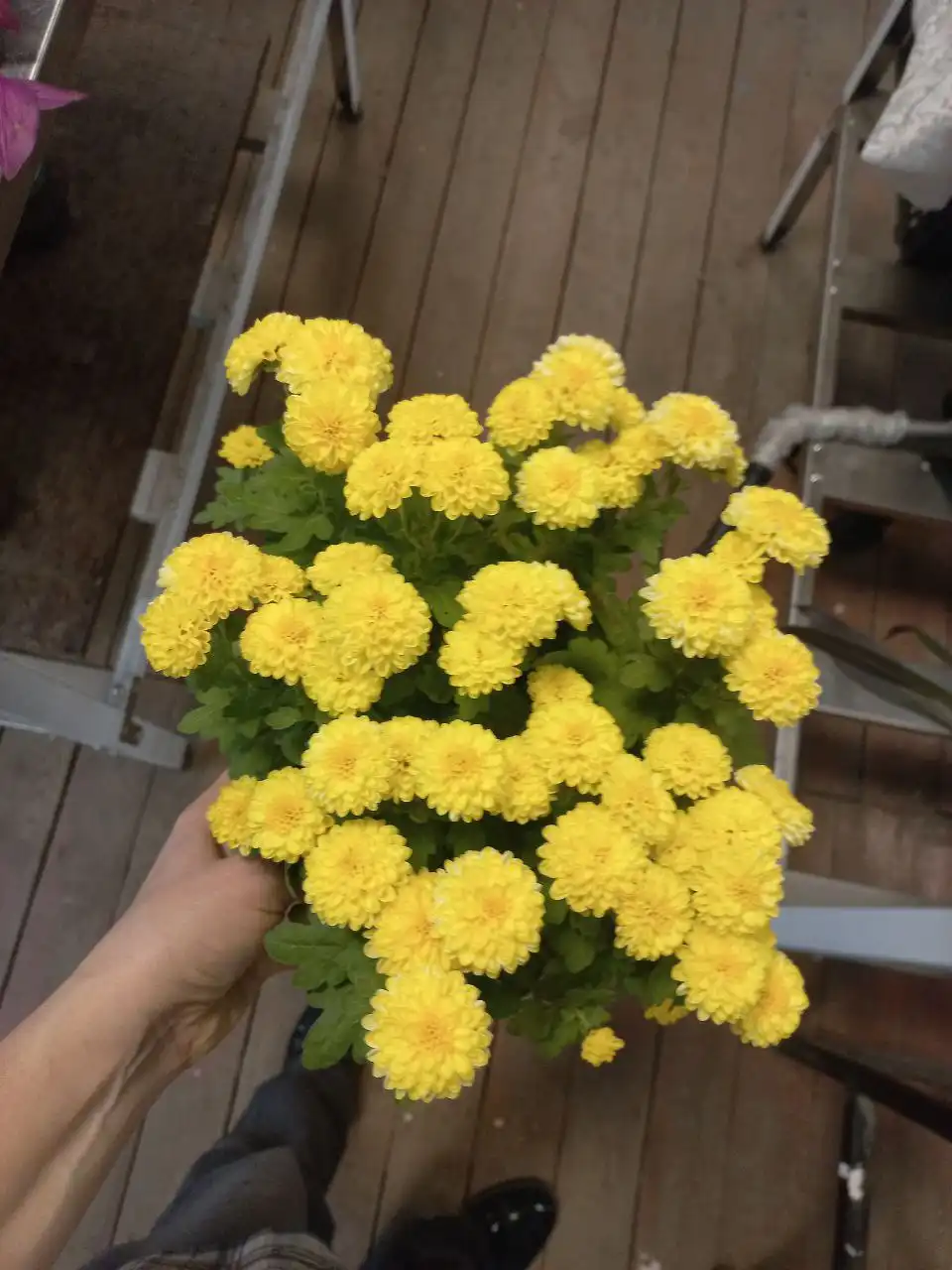 Продам рассаду хризантем ранних сортов - Садоводство (Хобби и отдых) в Томск