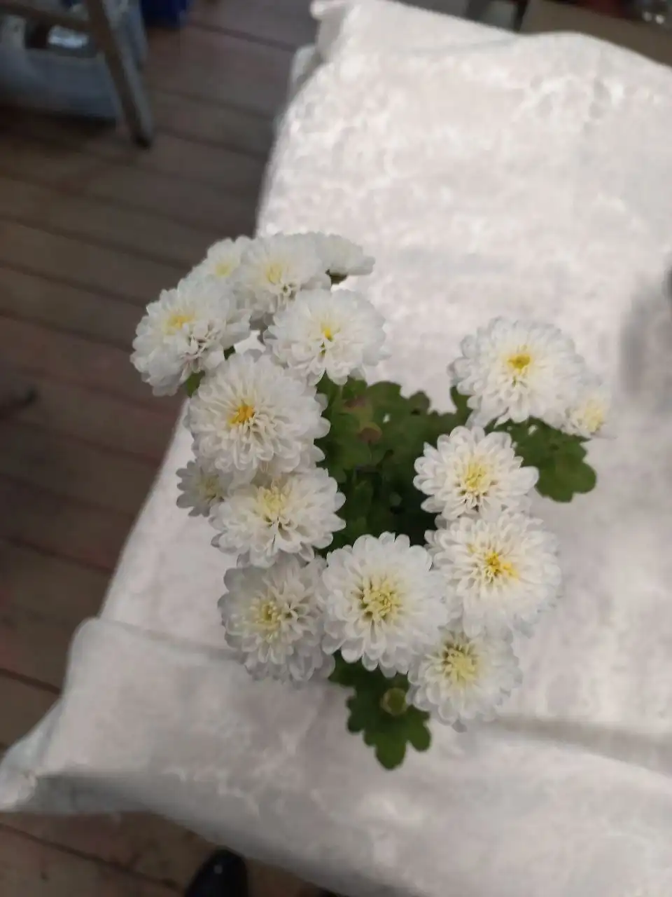 Продам рассаду хризантем ранних сортов - Садоводство (Хобби и отдых) в Томск