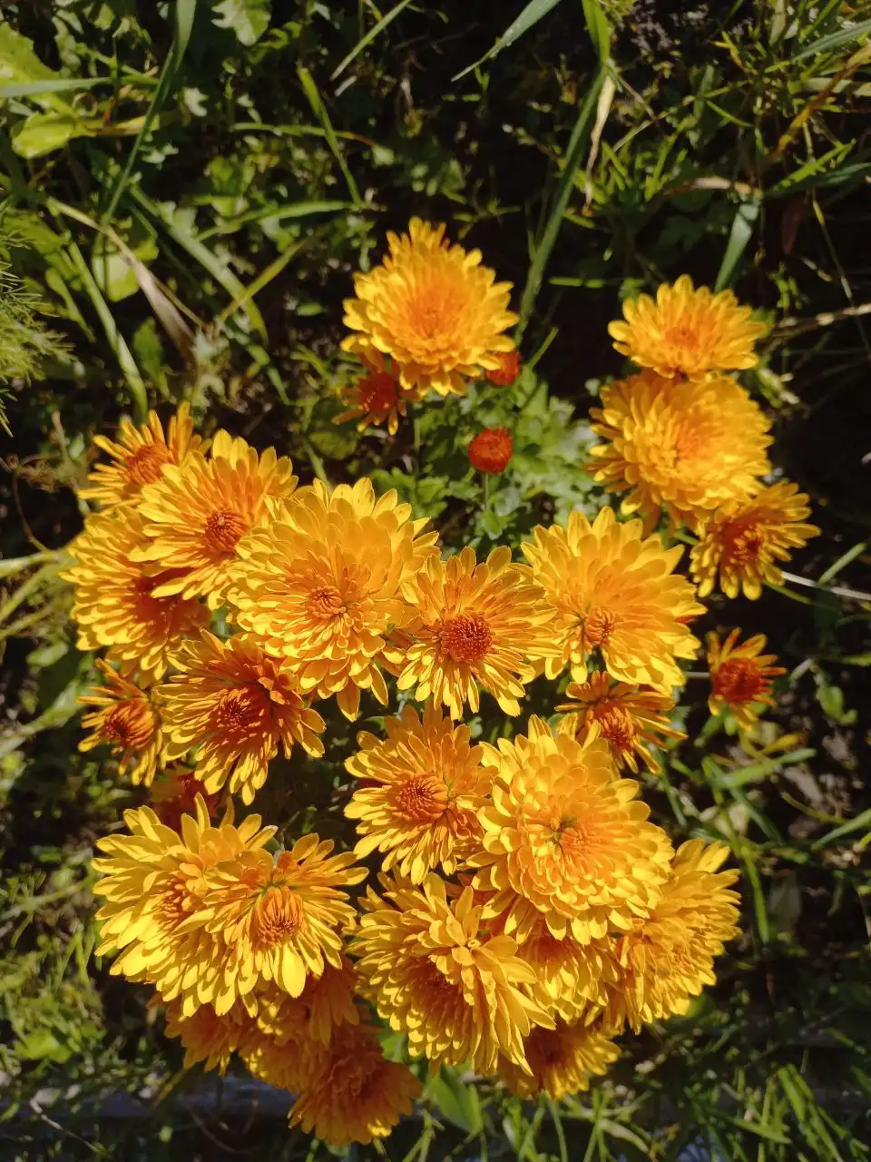 Продам рассаду хризантем ранних сортов - Садоводство (Хобби и отдых) в Томск