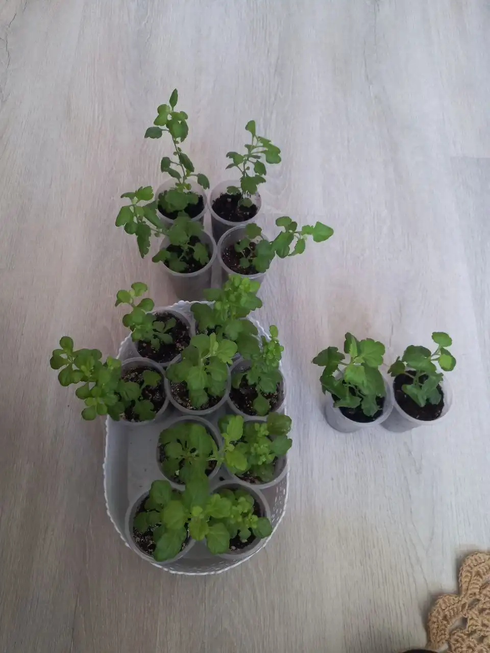 Продам рассаду хризантем ранних сортов - Садоводство (Хобби и отдых) в Томск