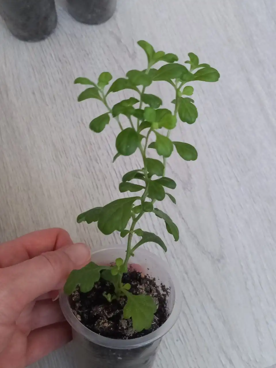 Продам рассаду хризантем ранних сортов - Садоводство (Хобби и отдых) в Томск