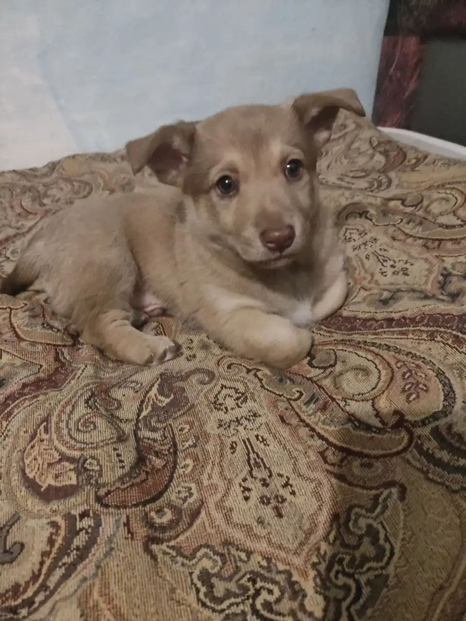 Щенок маленькой комнатной породы - Собаки (Животные) в Томск