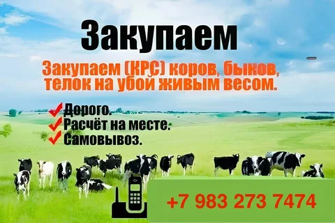 Продажа автомобиля Ford Focus 2008 года - Регистрационные знаки в Томск