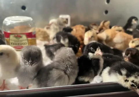 Продажа цыплят от породных кур несушек - Птица в Томск