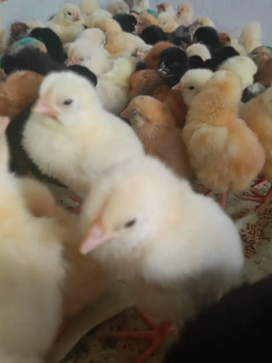 Продажа цыплят бройлеров и несушек породных - Птица (Животные) в Томск