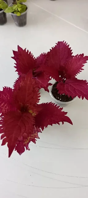 Продажа укорененных черенков колеусов - Настольные игры в Томск