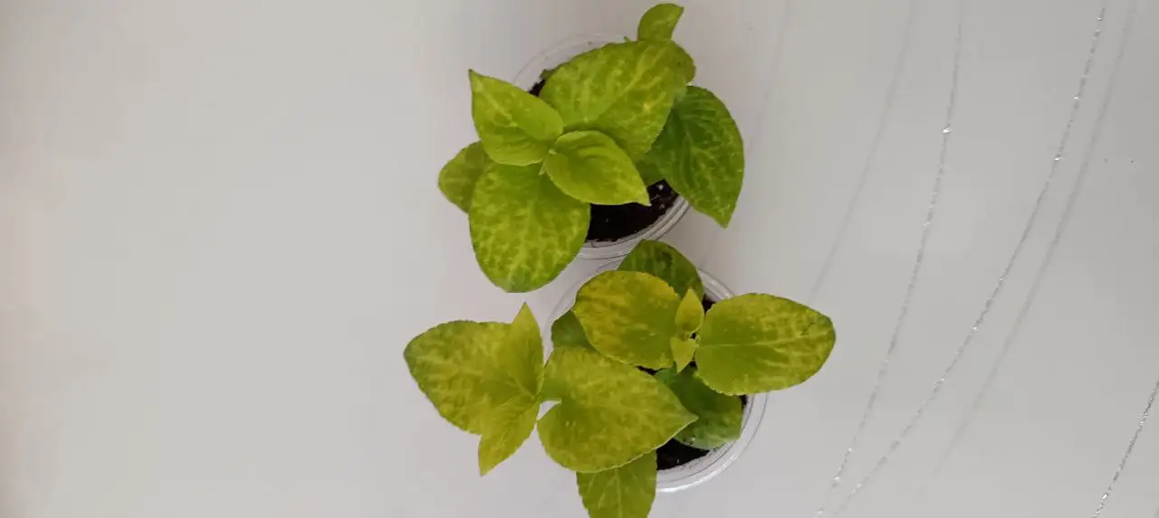 Продажа укорененных черенков колеусов - Растения (Хобби и отдых) в Томск