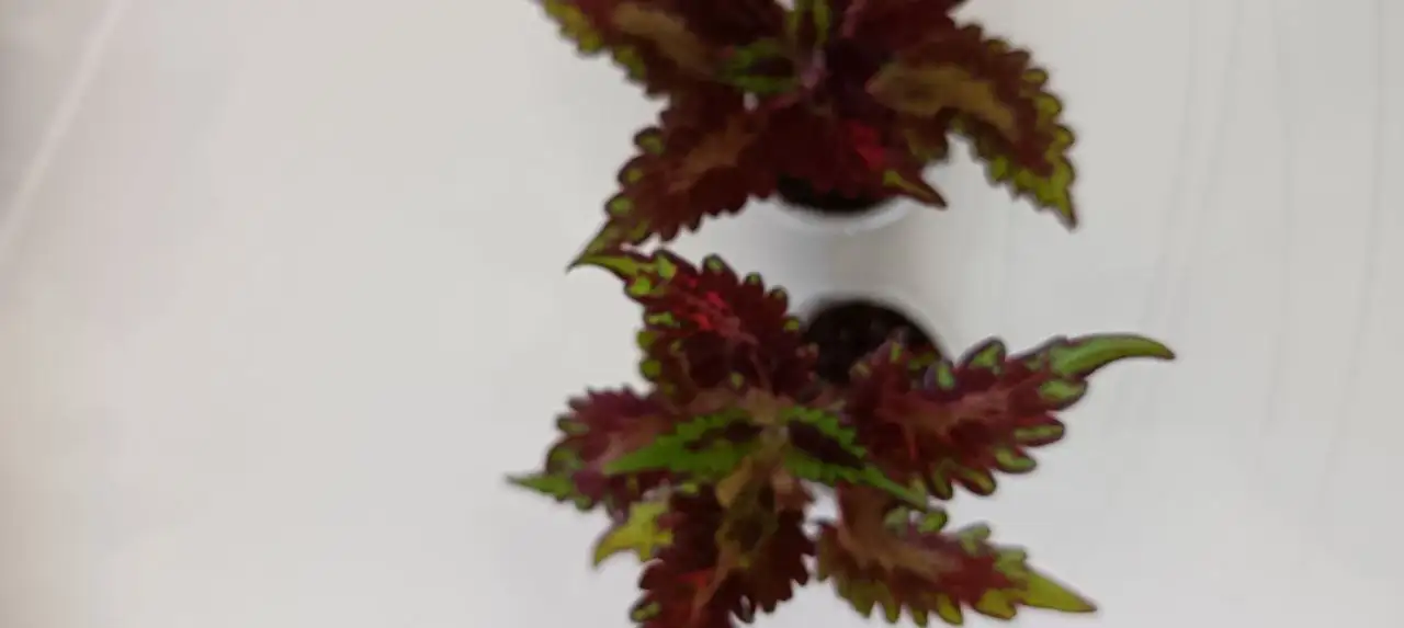 Продажа укорененных черенков колеусов - Растения (Хобби и отдых) в Томск