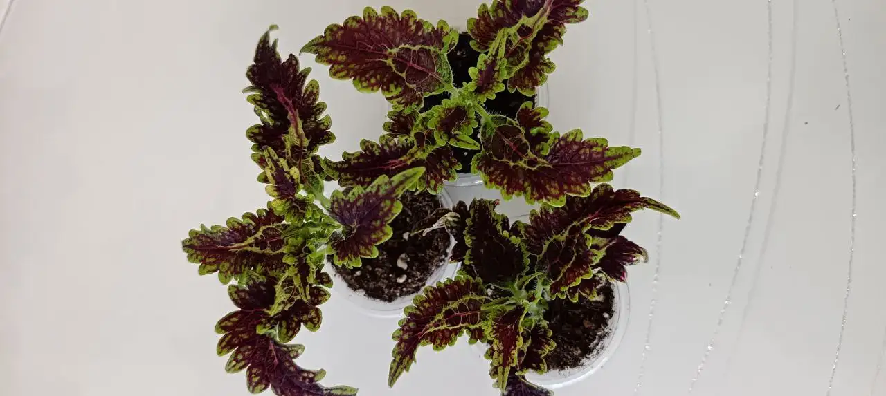 Продажа укорененных черенков колеусов - Растения (Хобби и отдых) в Томск