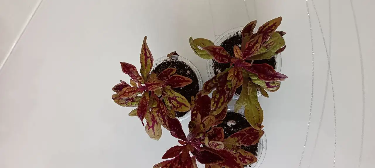 Продажа укорененных черенков колеусов - Растения (Хобби и отдых) в Томск