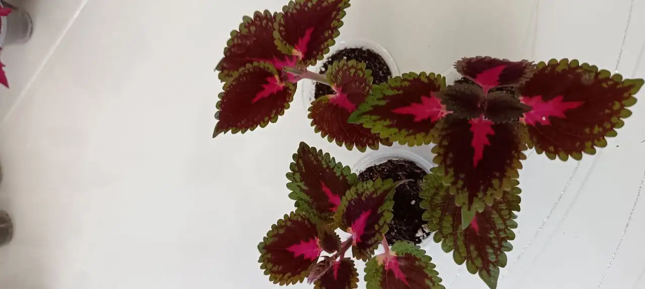 Продажа укорененных черенков колеусов - Растения (Хобби и отдых) в Томск