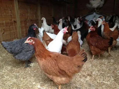 Продажа кур молодок 5 месяцев - Ветеринарные препараты в Томск