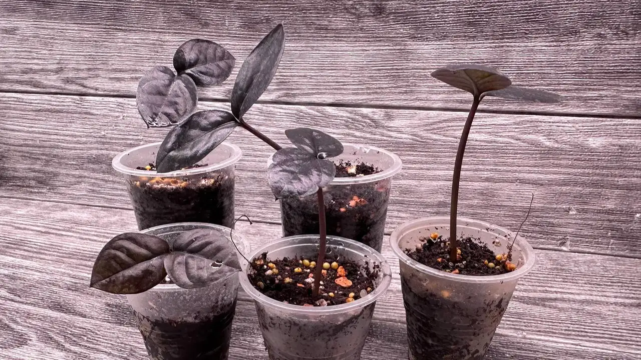 Замиокулькас 1 год - Растения (Барахолка) в Томск