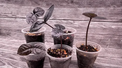 Замиокулькас 1 год - Ювелирные изделия в Томск