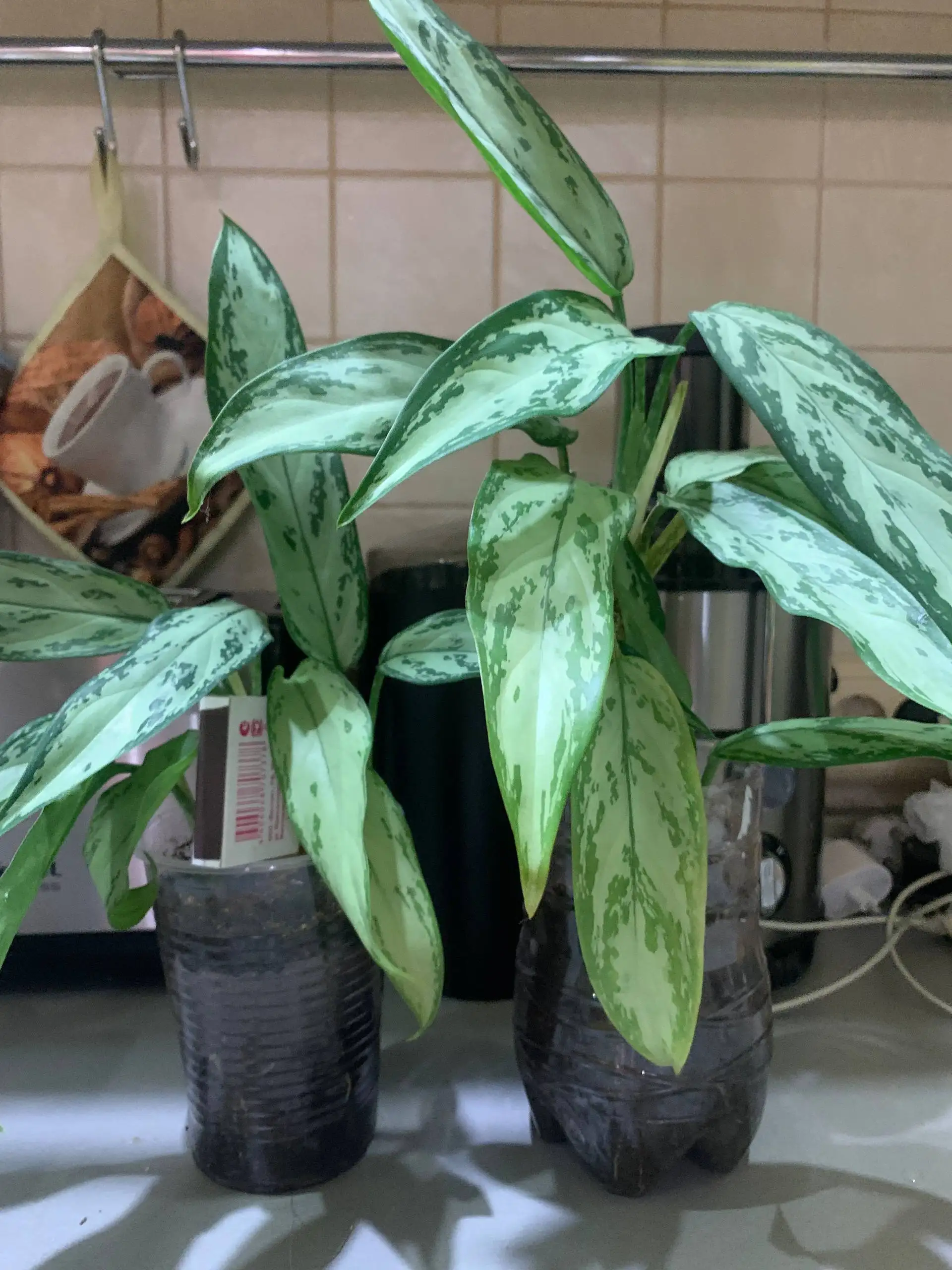 Детки аглонемы требуют пересадки - Растения (Хобби и отдых) в Томск