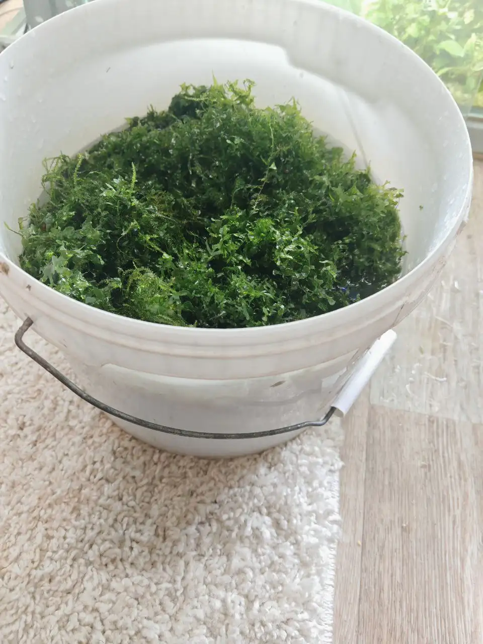 Аквариумный мох - Аквариумистика (Хобби и отдых) в Томск